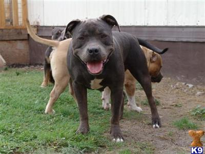 Dogs for Sale